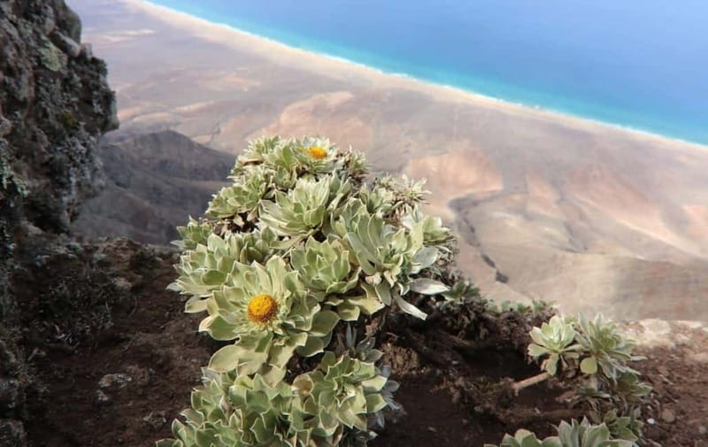 Fuerteventura: Cofete Safari - Punta de Jandía and the island’s southern edge