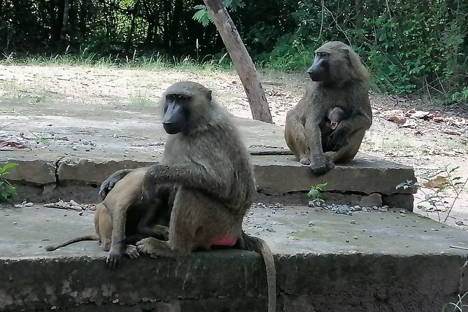 Full-Day Accra Safari and Boat Cruise Private Tour - The $285.28 price: who gets good value?