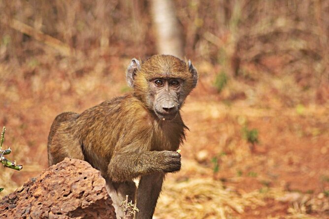Full-Day Accra Safari and Boat Cruise Private Tour - Timing, comfort, and the ride back