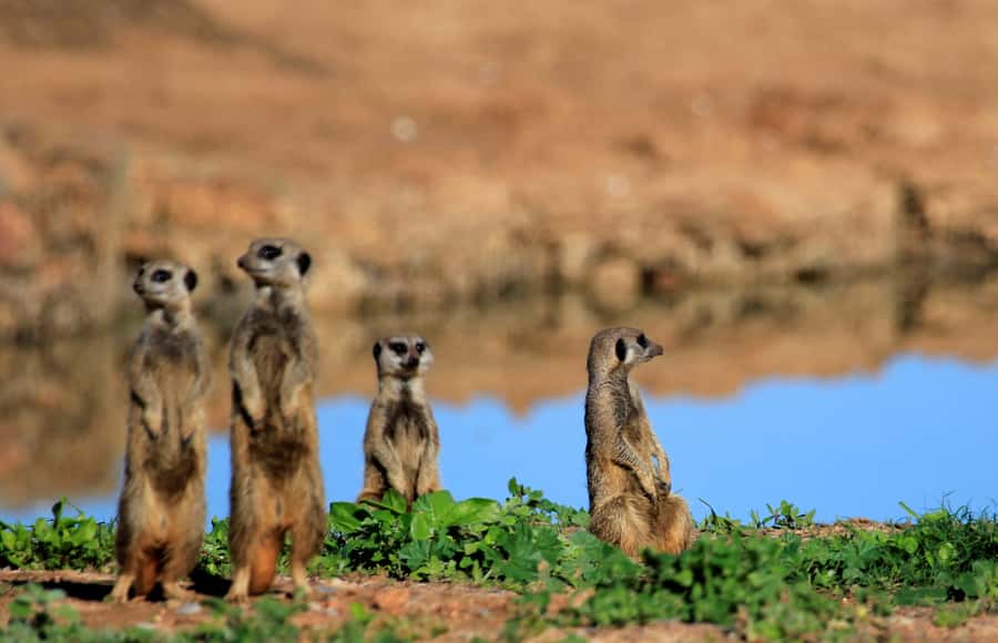 Full-Day All Inclusive Safari with Traditional Braai Lunch - FAQ