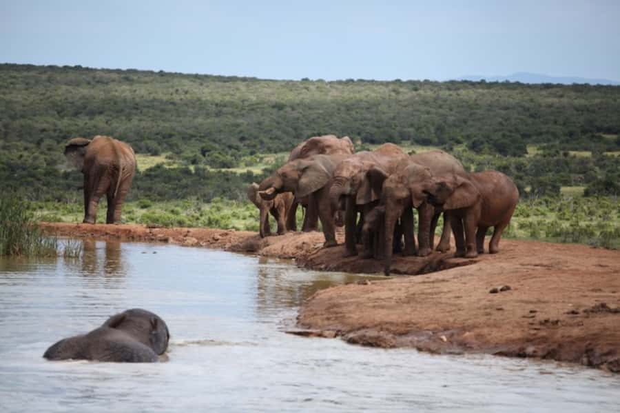 Full-Day All Inclusive Safari with Traditional Braai Lunch - Why Addo works so well for a full safari day