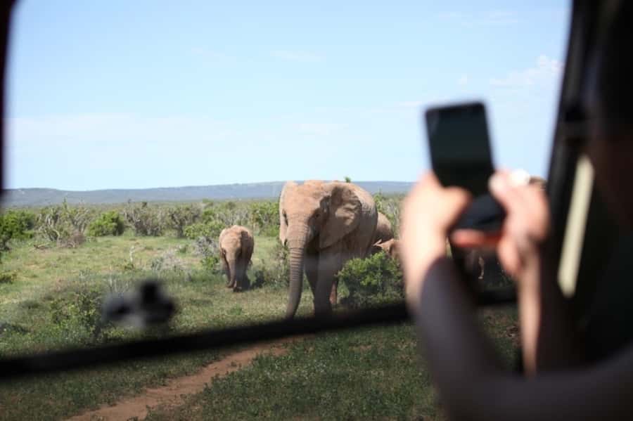 Full-Day All Inclusive Safari with Traditional Braai Lunch - Coffee, watering holes, and elephant country