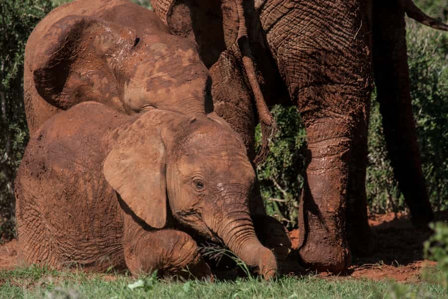 Full-Day All Inclusive Safari with Traditional Braai Lunch - What the $186 price includes