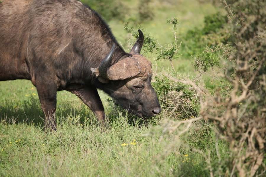 Full-Day All Inclusive Safari with Traditional Braai Lunch - Who will enjoy this most