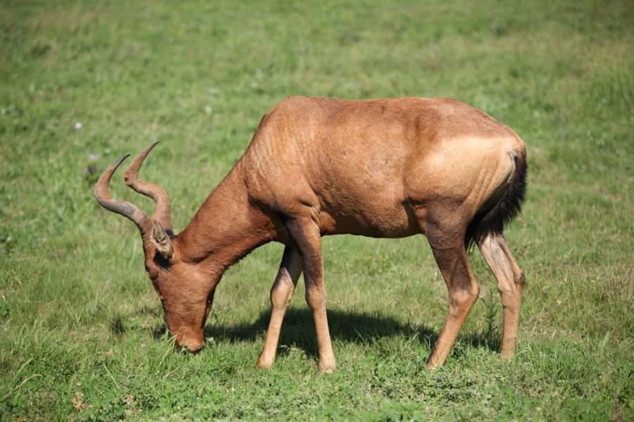 Full-Day All Inclusive Safari with Traditional Braai Lunch - Should you book this Addo safari?