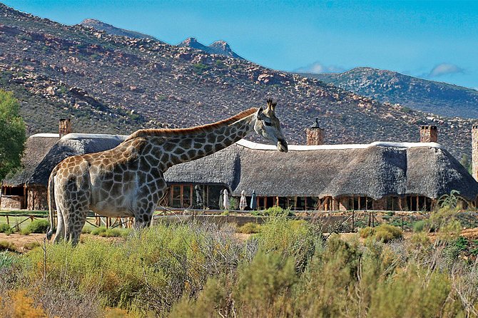 Full Day Big 5 Aquila Safari Private Transfers Including Park Fee From Cape Town - Small details that can make the day better