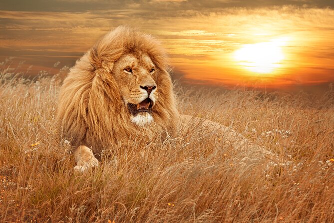 Full Day Big 5 Aquila Safari Private Transfers Including Park Fee From Cape Town - Breakfast, lunch, and your first hours at Aquila
