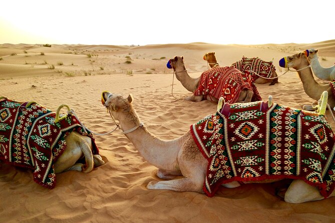 Full-Day DesertSafari with Camel Ride,InlandSea & BBQ Desert Camp - Sandboarding with the dunes beneath you