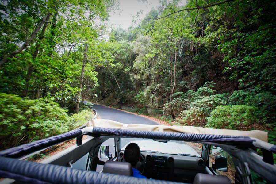 Full-Day Gomera Jeep Safari Excursion from Arona - Garajonay National Park and the island’s live fossil forest