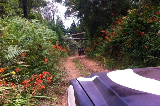 Full-Day Jeep Safari West: Fanal, Porto Moniz, Seixal, Cabo Girão - Fanal Forest: Mist, Moss, and Old Trees