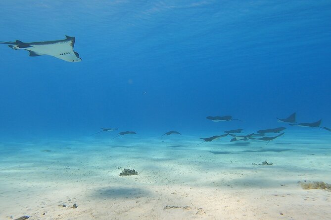Full-day Lagoon Safari Tour with Lunch in Bora Bora - Shared tour - Starting at Matira and settling into the boat