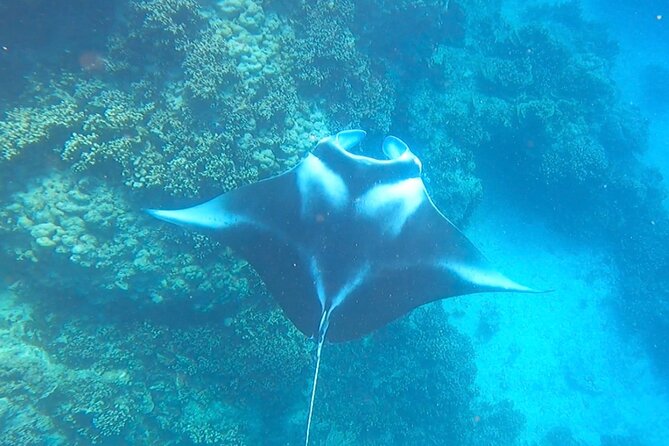 Full-day Lagoon Safari Tour with Lunch in Bora Bora - Shared tour - Stop three: coral gardens and smaller reef life
