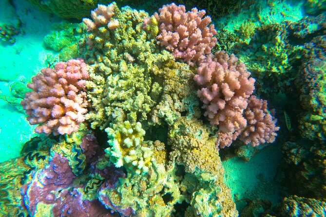 Full-day Lagoon Safari Tour with Lunch in Bora Bora - Shared tour - Stop four: a separate search for manta rays