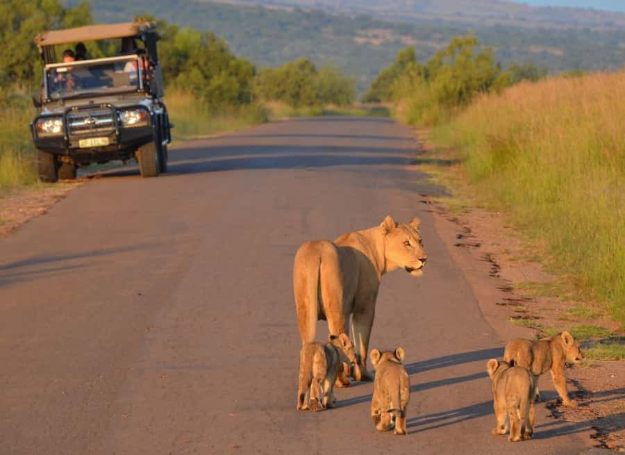 Full-Day Pilanesberg Safari from Sun City - The short transfer from Sun City
