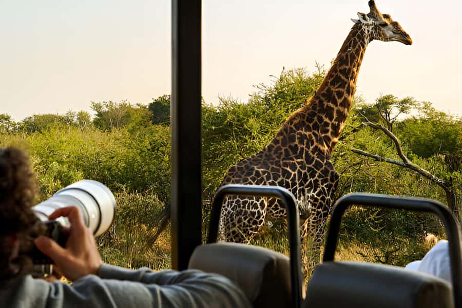 Full-Day Pilanesberg Safari from Sun City - Lunch at Pilanesberg Centre