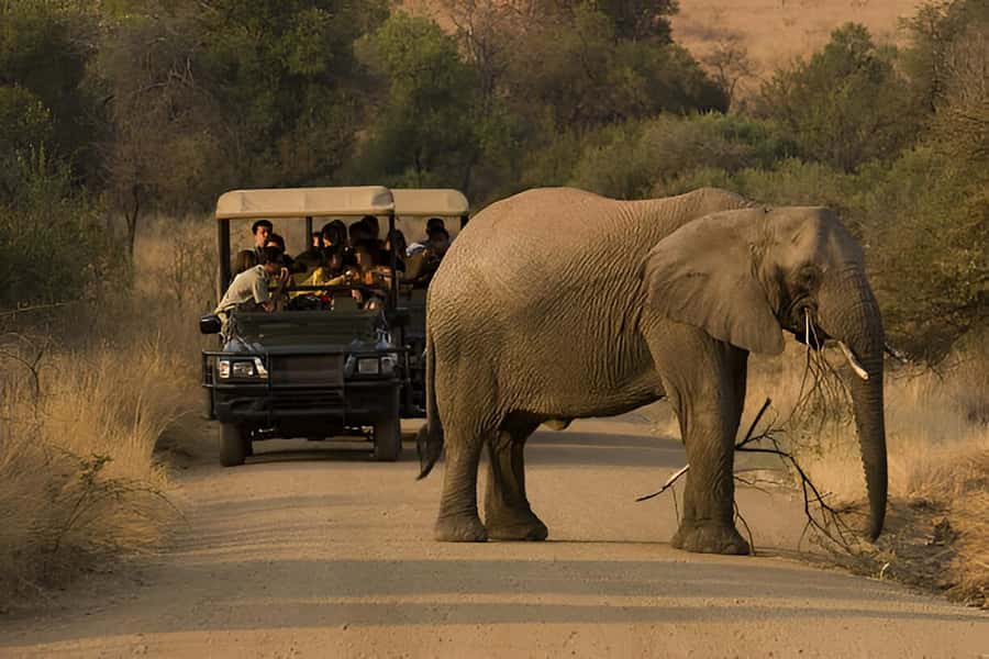 Full-Day Pilanesberg Safari from Sun City - Is $104 a fair price?