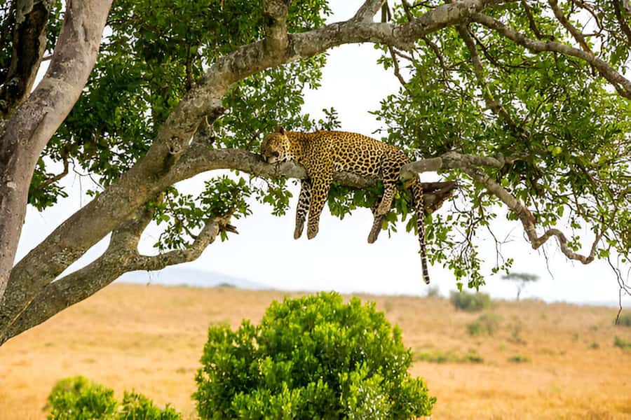 Full-Day Pilanesberg Safari from Sun City - FAQ