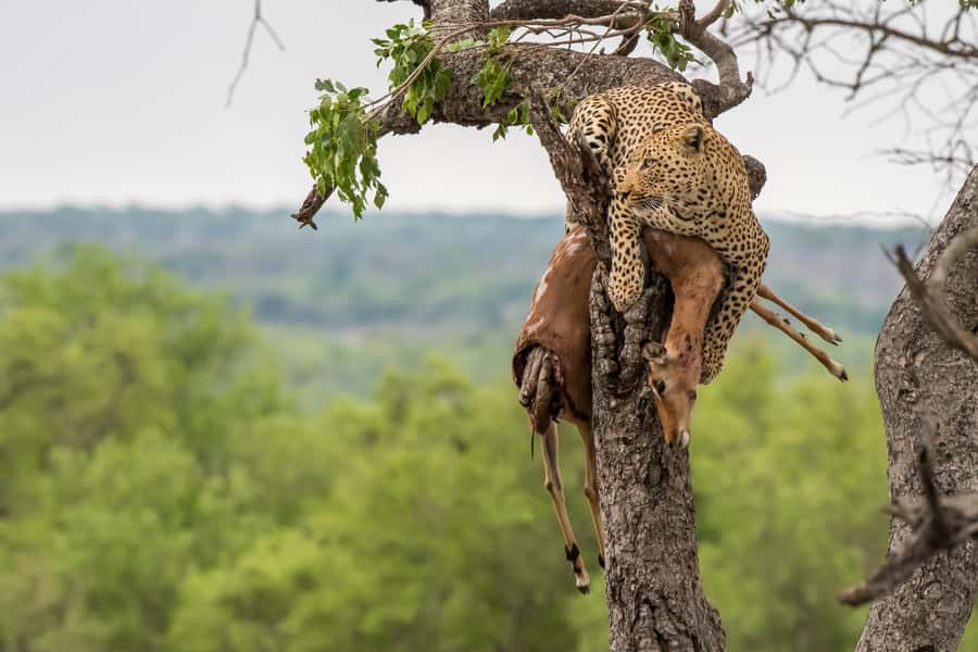 Full-Day Private Big 5 Safari in Kruger National Park - Key points to know before booking