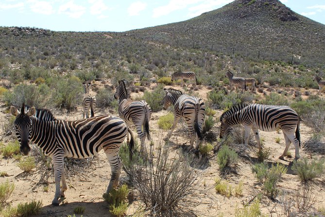 Full-Day Safari Aquila Game Reserve from Cape Town - Worcester and the final approach to Aquila