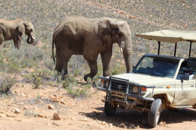 Full-Day Safari Aquila Game Reserve from Cape Town - Up to three hours among the animals