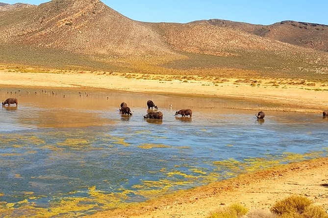 Full-Day Safari Aquila Game Reserve from Cape Town - The optional winery stop on the return