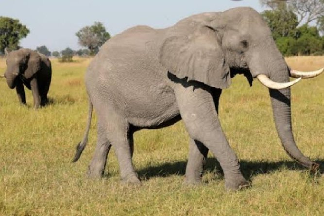 Full Day Safari Tour of Pilanesberg National Park, Open Jeep experience - The 6:00 am start and Johannesburg pickup