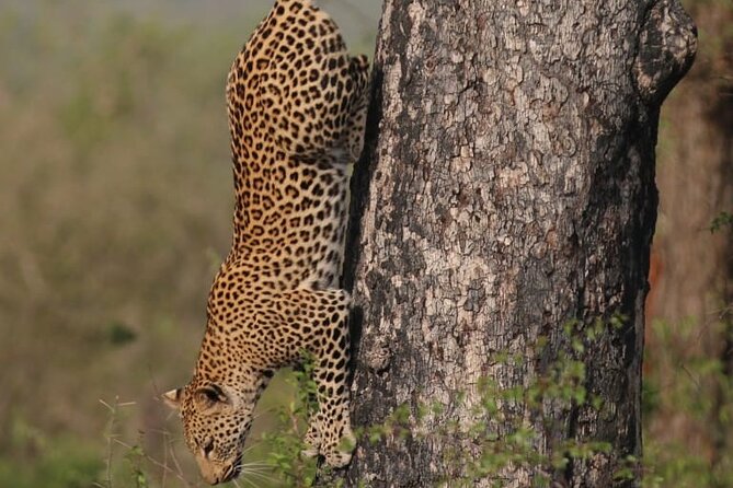 Full Day Safari Tour of Pilanesberg National Park, Open Jeep experience - The animal sightings you might get