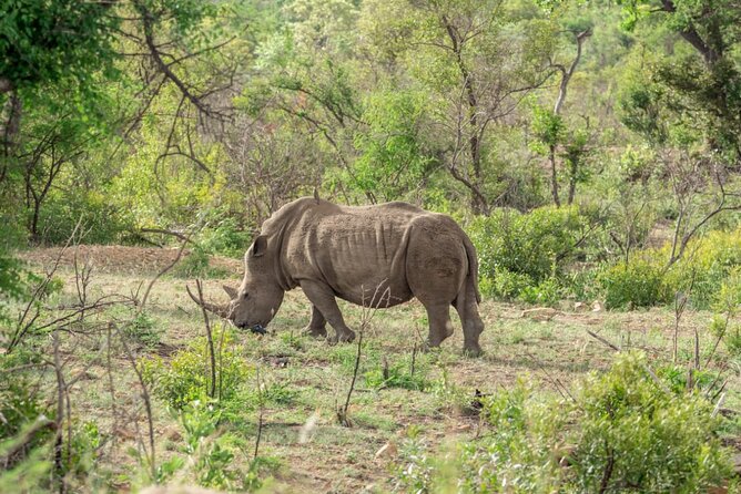 Full Day Safari Tour of Pilanesberg National Park, Open Jeep experience - Lunch, water, and the real cost of the day