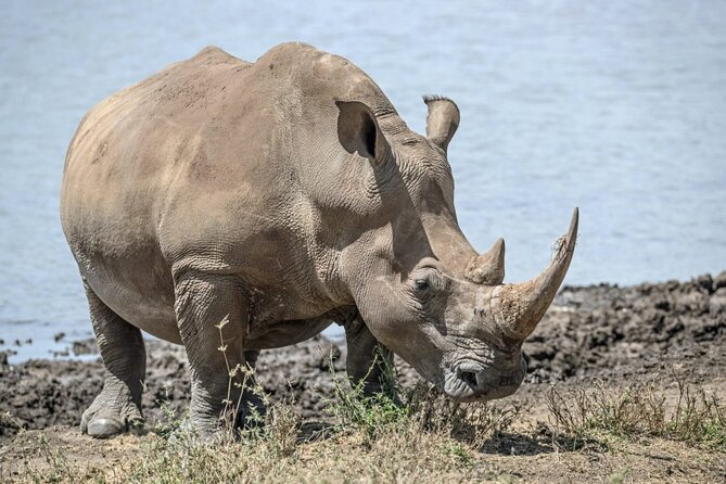 Full Day Safari Tour of Pilanesberg National Park, Open Jeep experience - Is a full day too long?