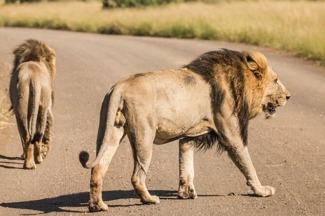 Full Day Safari Tour of Pilanesberg National Park, Open Jeep experience - Who should book this Pilanesberg safari?