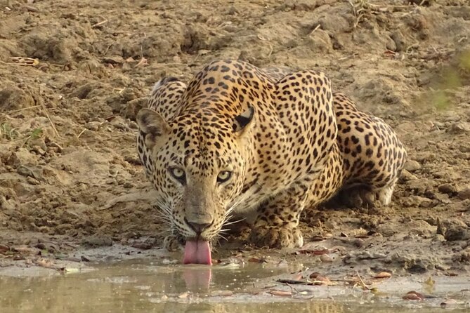 Full day Safari - Yala National Park - 04.30 am to 06.00 pm with - Janaka safari - Why twelve hours can make sense at Yala