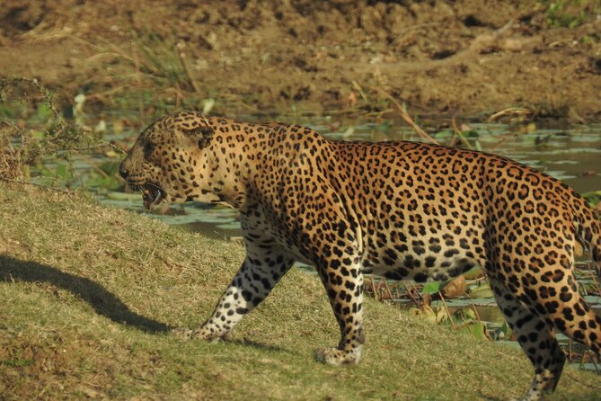 Full day Safari - Yala National Park - 04.30 am to 06.00 pm with - Janaka safari - What the morning drive feels like