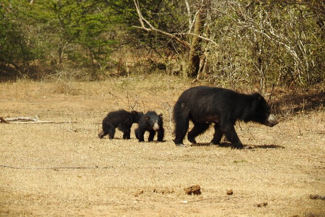 Full day Safari - Yala National Park - 04.30 am to 06.00 pm with - Janaka safari - Breakfast, the midday pause, and lunch