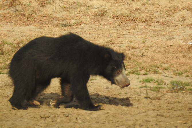 Full day Safari - Yala National Park - 04.30 am to 06.00 pm with - Janaka safari - The afternoon: useful, but less predictable