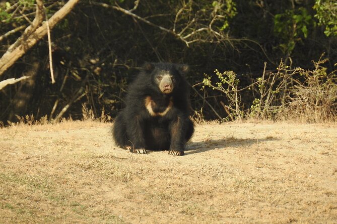 Full day Safari - Yala National Park - 04.30 am to 06.00 pm with - Janaka safari - Guides make the biggest difference