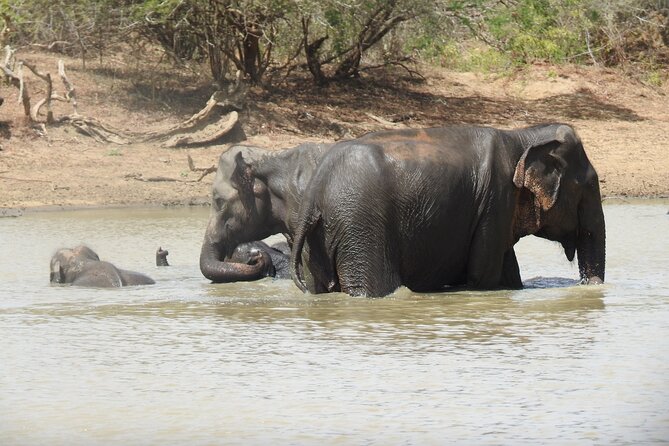 Full day Safari - Yala National Park - 04.30 am to 06.00 pm with - Janaka safari - Shared jeep, price, and overall value