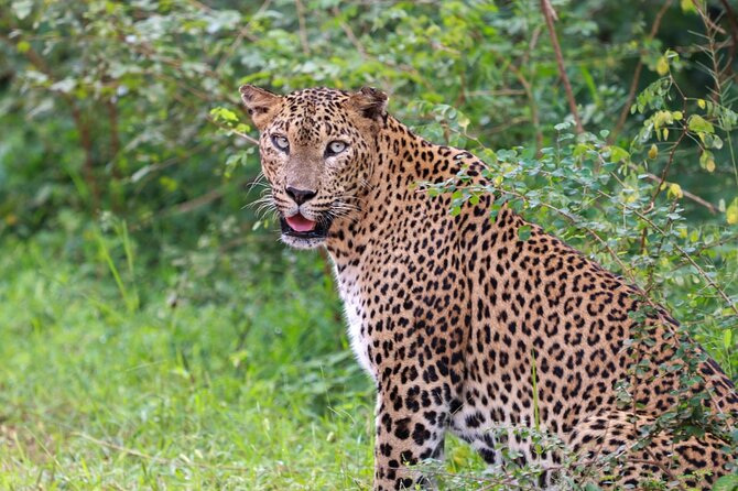 Full day Safari - Yala National Park - 04.30 am to 06.00 pm with - Janaka safari - The wider cast of Yala wildlife