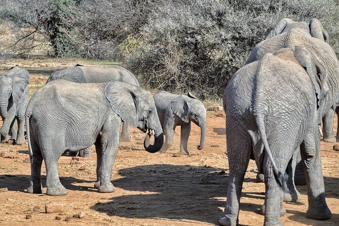 Full-Day Shared Kruger National Park Safari from Hoedspruit - A 10-hour day has real rewards and real limits