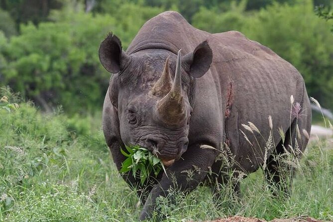 Full-Day Shared Kruger National Park Safari from Hoedspruit - What is included, and what will cost extra