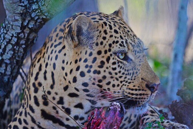 Full-Day Shared Kruger National Park Safari from Hoedspruit - What the strong rating means for your decision