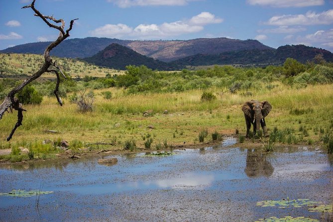 Full Day Ultimate Pilanesberg National Park Safari from Johannesburg or Pretoria - The afternoon drive adds a second chance