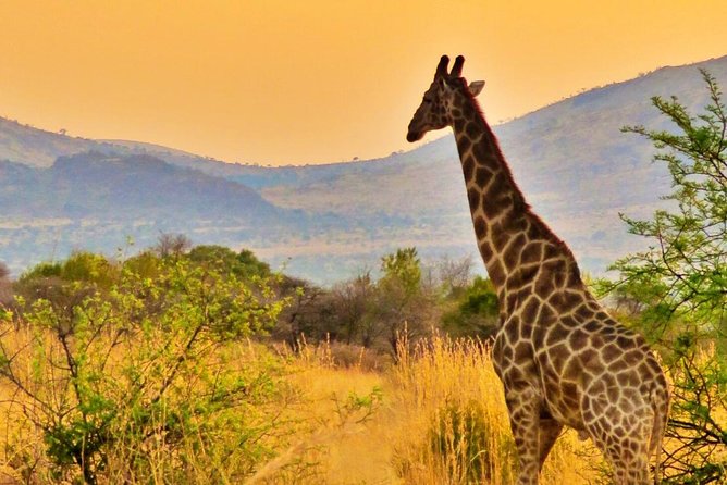 Full Day Ultimate Pilanesberg National Park Safari from Johannesburg or Pretoria - Who will enjoy this day most