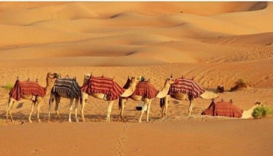 Fullday pushkar tour from jaipur with guid+camel/jeep safari - Camel and jeep safari: the part to clarify carefully