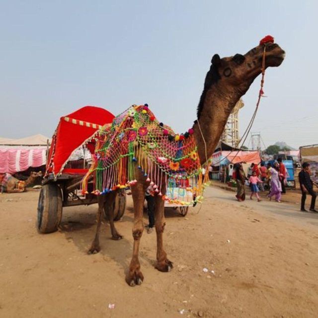 Fullday pushkar tour from jaipur with guid+camel/jeep safari - What the $49 price really means
