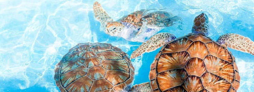 Galle Day Trip - River Safari, Sea Turtle & Stilt Fishermen - Turtle conservation and the coastal wildlife story