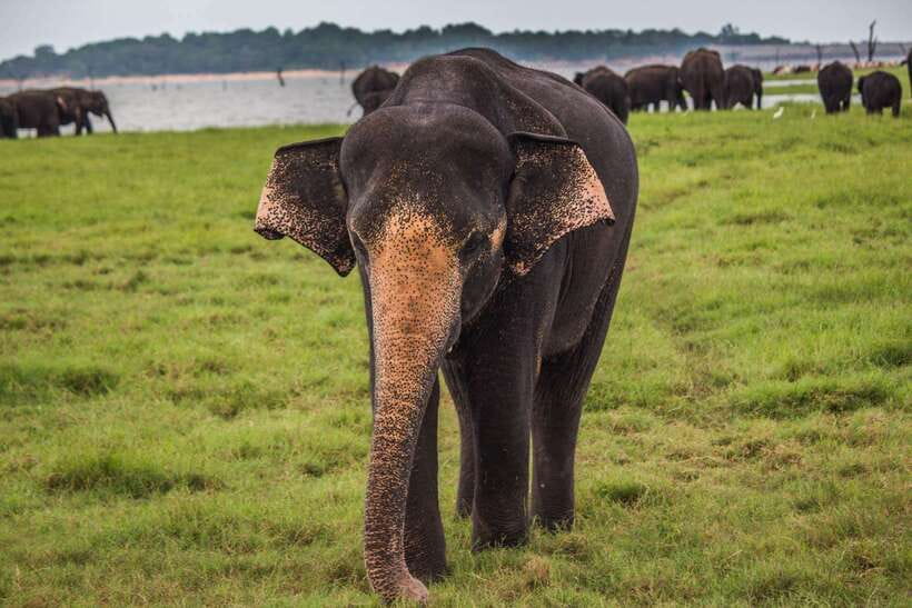 Galle/Mirissa/Hiriketiya: Drop to Ella & Udawalawa Safari - Switching to the 4x4 jeep at Udawalawe