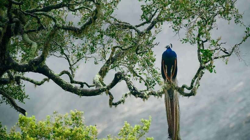 Galle/Mirissa/Hiriketiya: Drop to Ella & Udawalawa Safari - Who will get the most from this experience