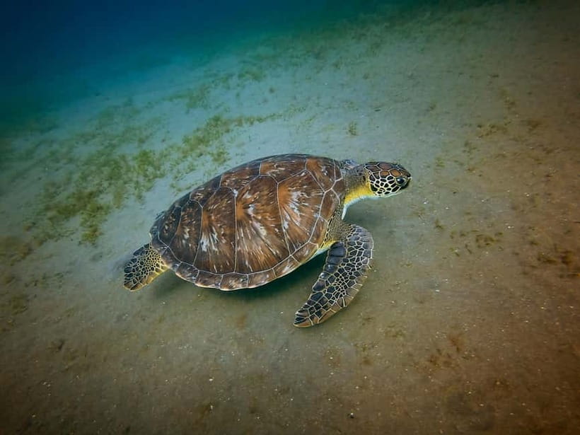 Galle Private Day Tours with Sea Turtles visit & Boat Safari - The four details that shape your day