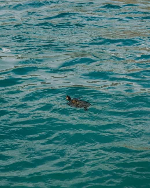 Galle Private Day Tours with Sea Turtles visit & Boat Safari - Who should book this tour?