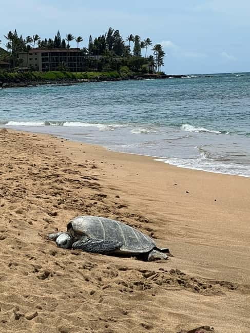 Galle Private Day Tours with Sea Turtles visit & Boat Safari - Turtle Beach and the limits of wildlife watching